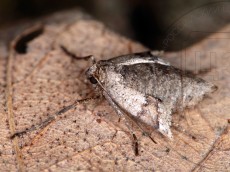 Theria crypta_имаго_самка_2